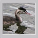 Podiceps cristatus - Haubentaucher jung 04 Steinhuder-Meer.jpg